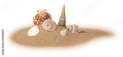 Coquillages sur un fond de sable de plage

