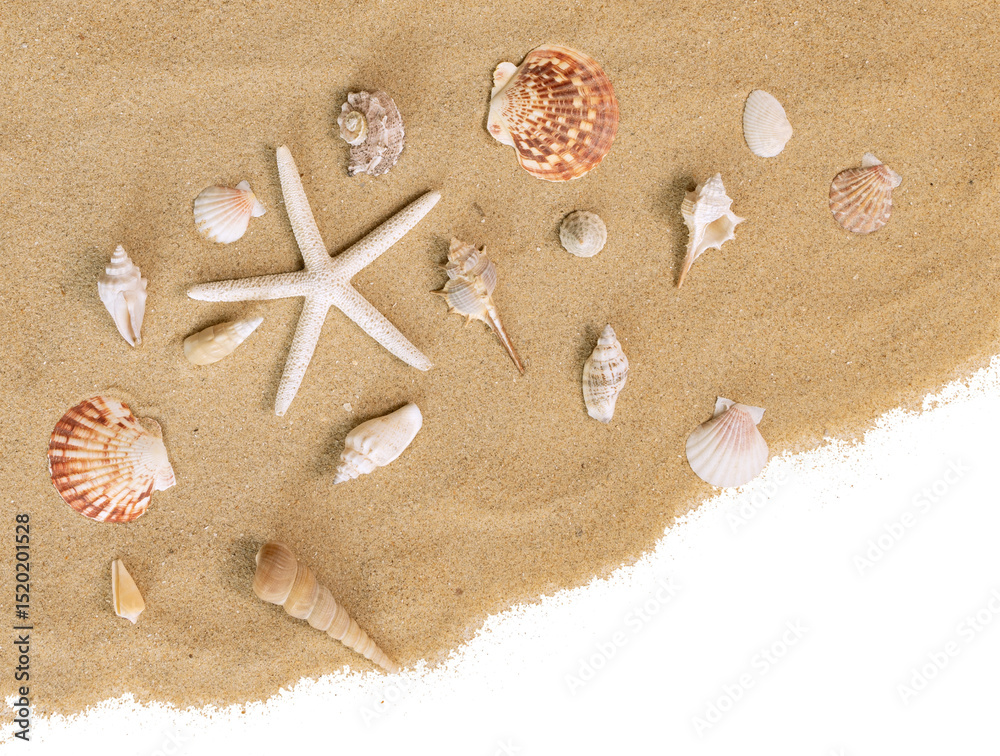 Coquillages et étoile de mer sur un fond de sable de plage Coquillages et étoile de mer sur un fond de sable de plage