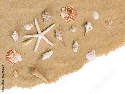 Coquillages et étoile de mer sur un fond de sable de plage