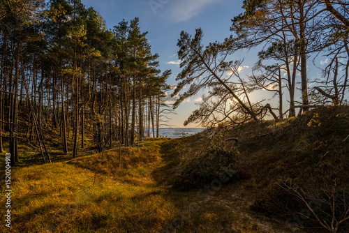 Sunlit Forest by the Coastal Dunes