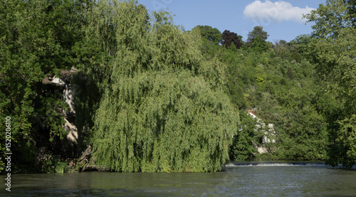 Saule pleureur en bord de rivière	