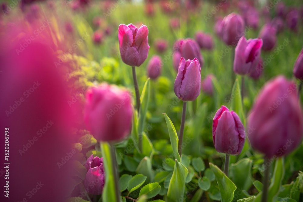 Fototapeta premium Vibrant Purple Tulips Bloom Under Soft Sunlight in a Lush Garden During Late Spring