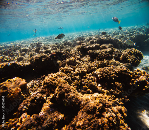 Fototapeta Naklejka Na Ścianę i Meble -  Underwater view of the coral reef, Tropical watersne life.