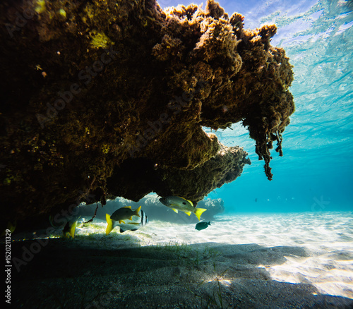 Fototapeta Naklejka Na Ścianę i Meble -  Underwater view of coral reef and tropical fish at Red Sea.