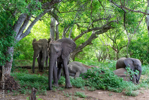 Elephant herd searching for food and water in the green season in a Game Reserve in the Tuli Block in Botswana.