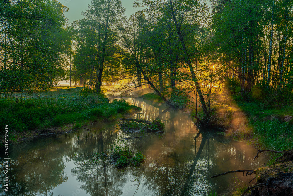 Obraz premium Serene Forest Stream at Sunrise