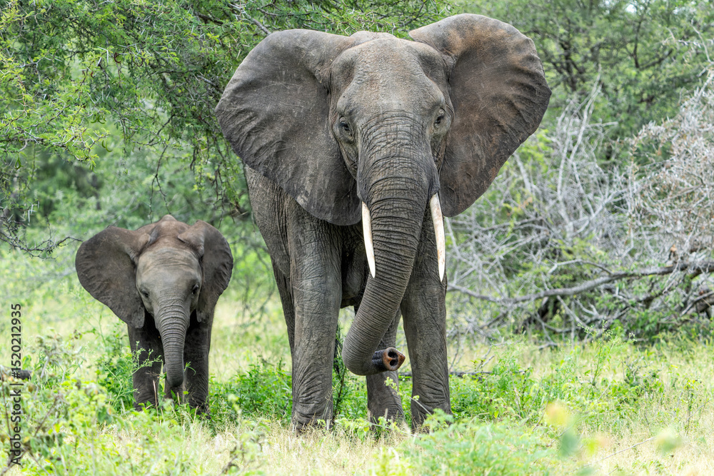 Fototapeta premium mother and child. Female elephant with her calf walking in Kruger National Park in South Africa