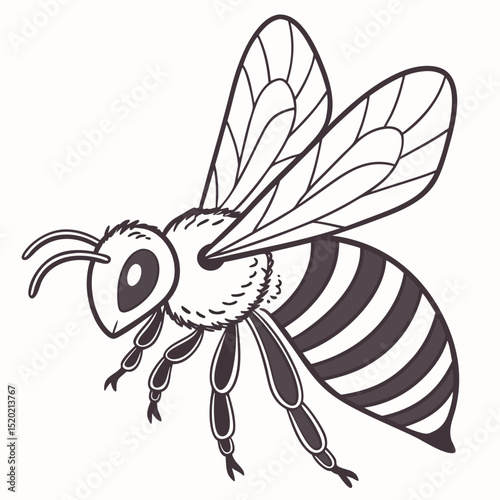 Anatomy and Details of the Honey Bee Illustration for Educational Purpose