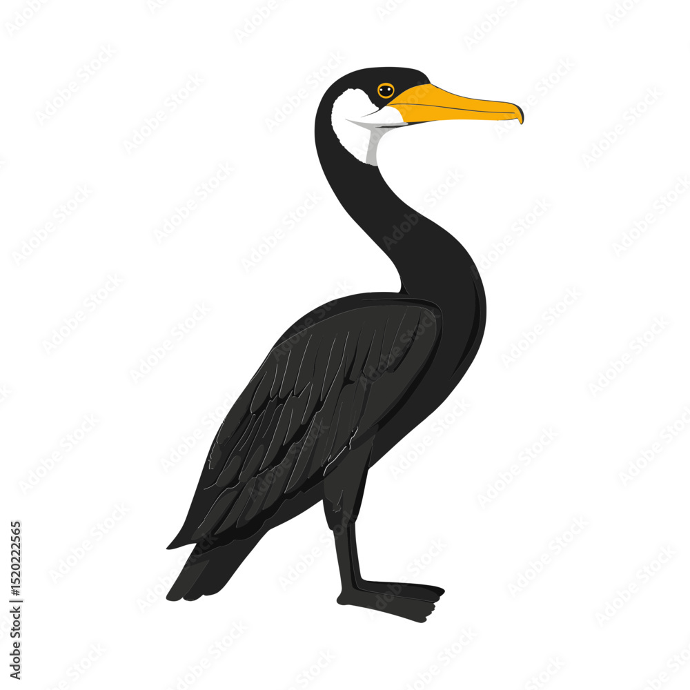 Fototapeta premium Elegant Cormorant Portrait: An illustration of a cormorant bird, with glossy black plumage, a slender curved neck, and a distinctive hooked beak.