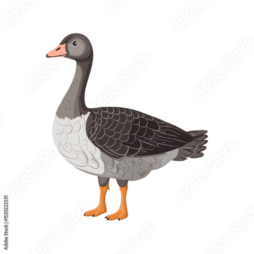 Graceful Goose Portrait: A captivating illustration of a goose standing in a side profile, showcasing its elegant posture and detailed plumage. A striking presentation for any design.