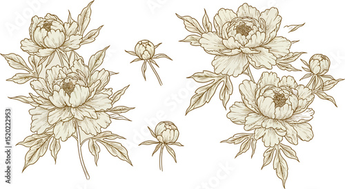 Vector set of gold line japanese, chinese flowers illustrations. Peonies vintage elegant art, wedding ornament, asian botanical graphic
