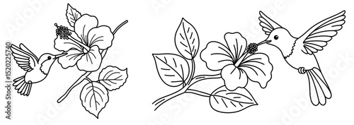 Hummingbirds feeding on hibiscus flowers in a black and white design  