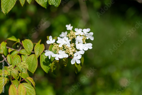 Close up of cranberry bush viburnum (viburnum trilobum) flowers in bloom