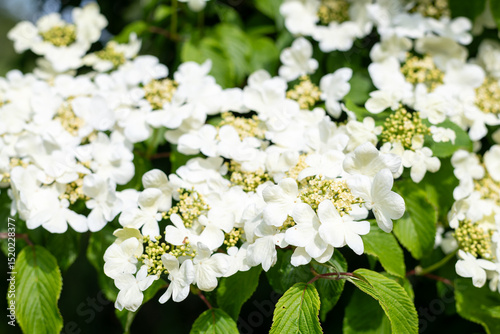 Close up of cranberry bush viburnum (viburnum trilobum) flowers in bloom