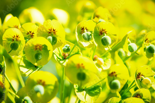Euphorbia characias Almond leaved spurge, Mediterranean spurge, Albanian spurge ornamental plant with green yellow flowers outdoor closeup photo photo