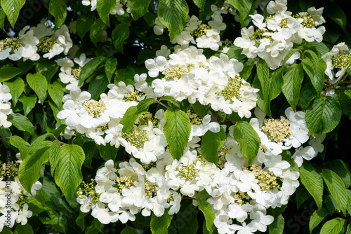 Close up of cranberry bush viburnum (viburnum trilobum) flowers in bloom