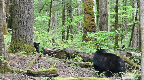 Mama Bear and Cub