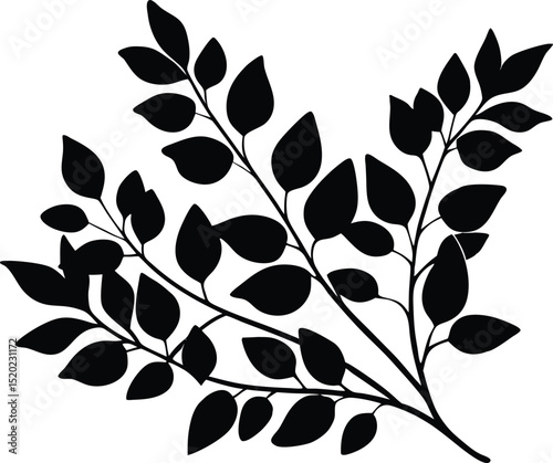 eucalyptus branches silhouette, fresh eucalyptus branch silhouette