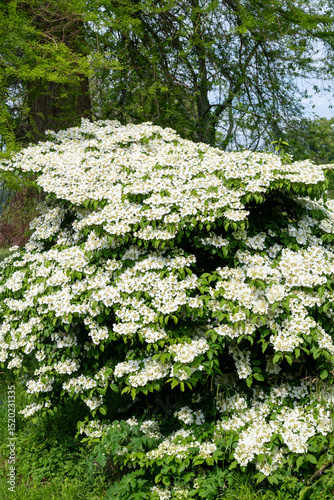 Close up of cranberry bush viburnum (viburnum trilobum) flowers in bloom