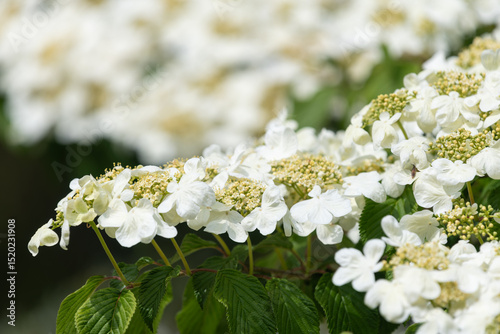 Close up of cranberry bush viburnum (viburnum trilobum) flowers in bloom