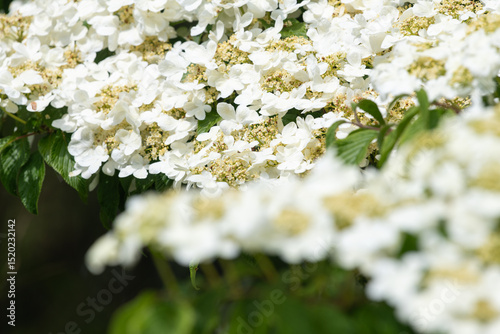 Close up of cranberry bush viburnum (viburnum trilobum) flowers in bloom