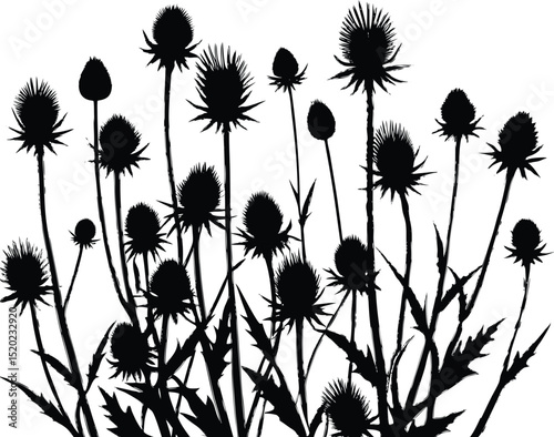 thistles in wild field silhouette, wild thistle cluster silhouette