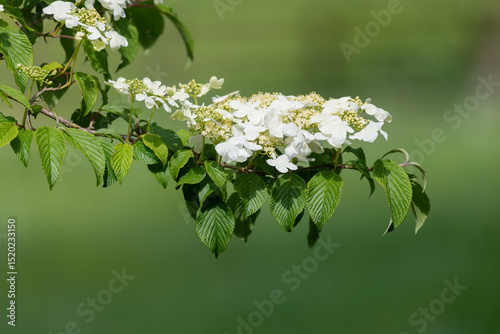 Close up of cranberry bush viburnum (viburnum trilobum) flowers in bloom