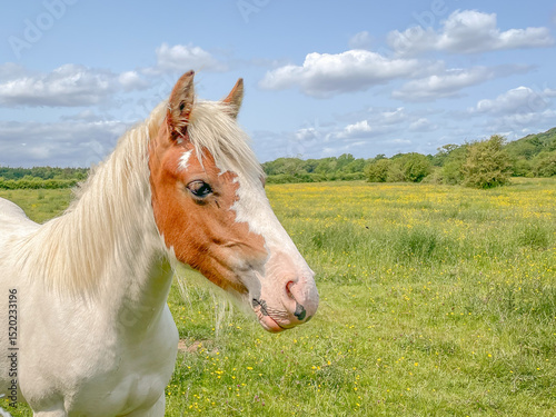 horse in a meadow on a bright day 