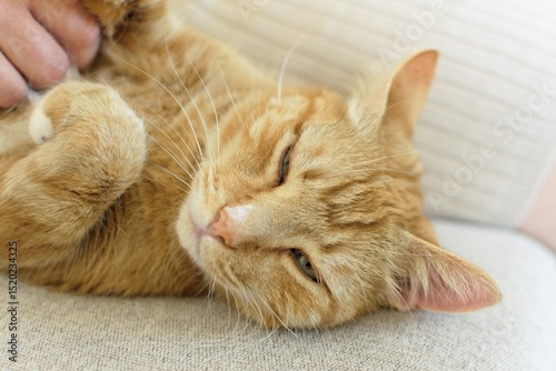 A happy, ginger cat lies on its back on its owner's sofa.