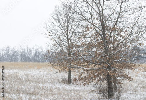 Bare Trees with Frost in the Winter, Midwest Ozarks