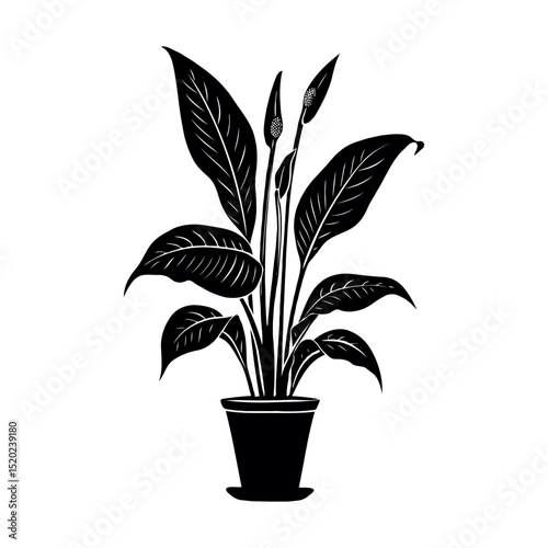 Potted plant Peace Lily with large leaves, silhouette style, on white background. Concept of nature and minimalism