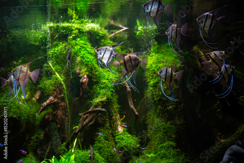 Wrocław Zoo, fish in the aquarium