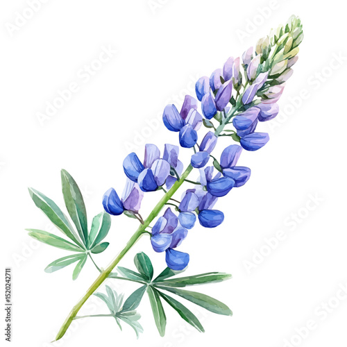 A Lupine Flower Stem, watercolor drawing vector, high quality, isolated on a white background.