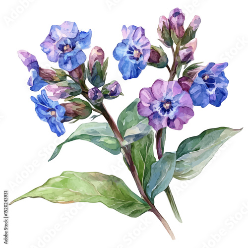 A Lungwort Bouquet, watercolor vector, high quality, isolated on a white background.