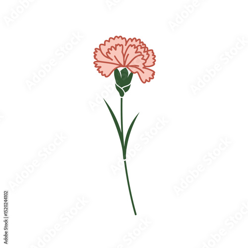 Colored vector illustration of carnation flower. Types of plants, flora. Bouquets and florist shops. Valentine's day and date. Symbol of portuguese april revolution
