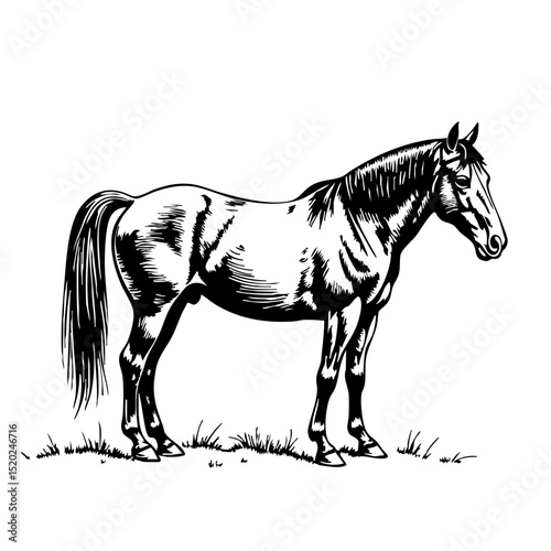 Sketch of a horse standing in a field with grass in black and white concept of vintage sketch  