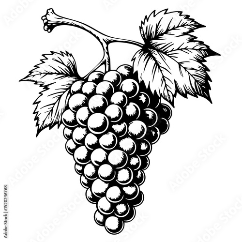 Black and white vintage sketch of a bunch of grapes on vine  