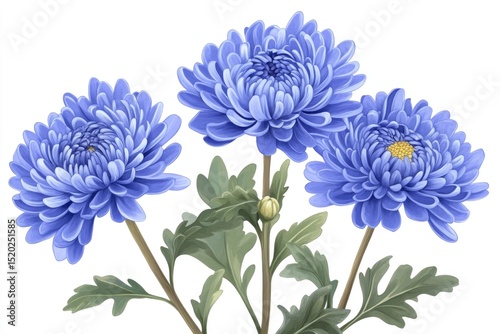 Three vibrant, periwinkle blue chrysanthemum blooms on stems with leaves