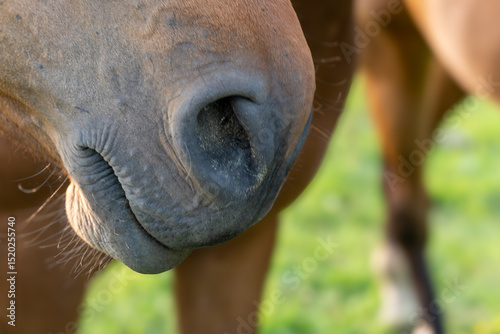 Horse Nostril in Natural Light – Macro Close-Up of Equine Muzzle with Textured Detail and Dust photo