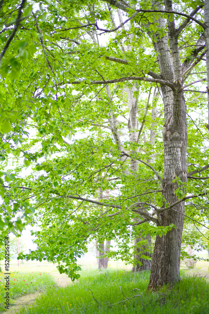 Fototapeta premium 新緑が美しい公園