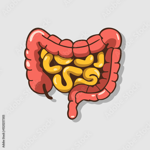 Human intestine