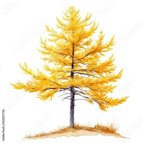 A Larch Tree, watercolor vector, high quality, isolated on a white background.