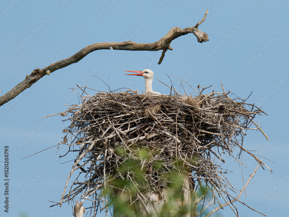 Fototapeta premium Cigogne blanche femelle (Ciconia ciconia) sur le nid, couvant ses œufs, nidification, oiseaux échassiers, faune européenne, comportement parental, oiseau migrateur