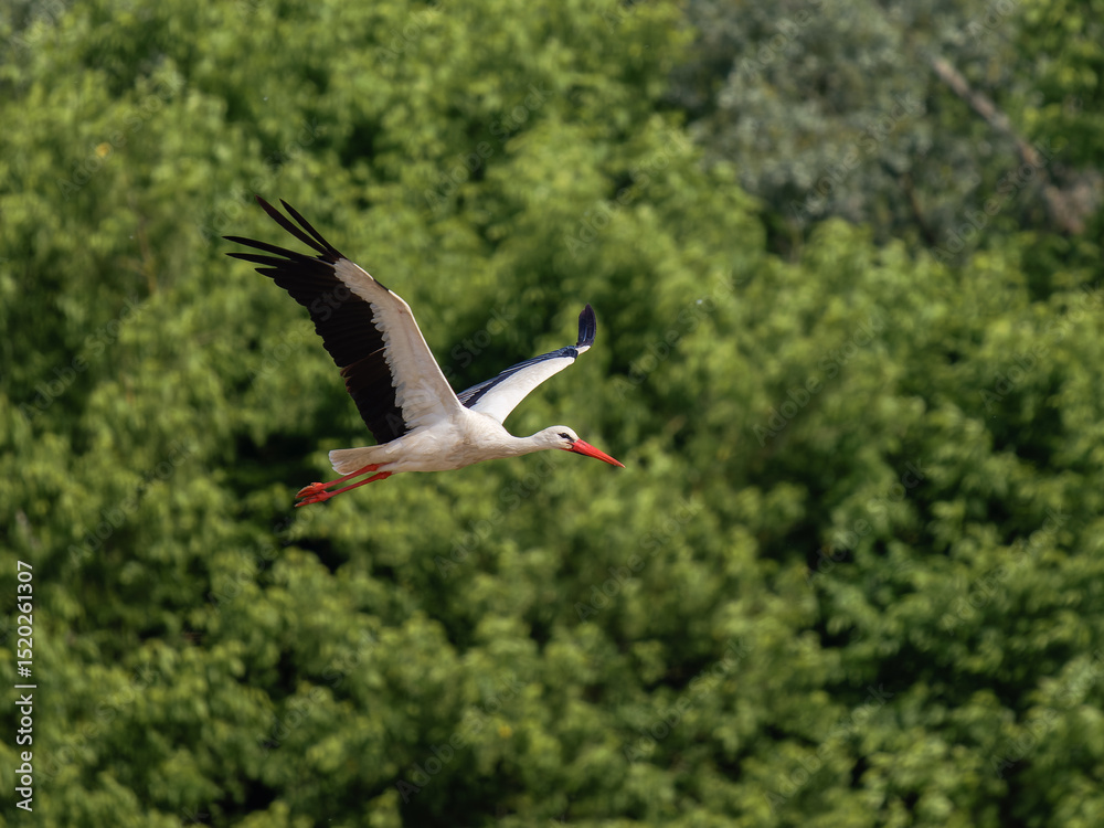 Obraz premium Cigogne blanche mâle (Ciconia ciconia) en vol, ailes déployées, oiseau migrateur échassier, silhouette en plein ciel, plumage blanc et noir, vol majestueux