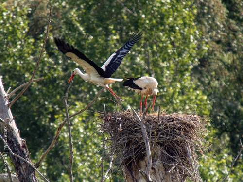 Couple de cigognes blanches (Ciconia ciconia) sur le nid, oiseaux migrateurs, nidification, oiseaux échassiers, faune européenne, comportement de couple