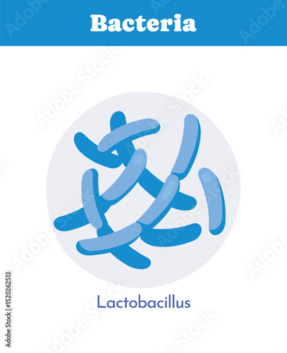 Lactobacillus bacteria vector graphic. Vector illustration