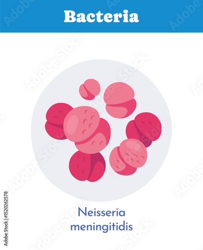 Neisseria meningitidis bacteria image. Vector illustration