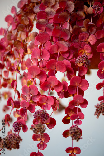 Sedum in autumn is a large genus of flowering plants in the family Crassulaceae,