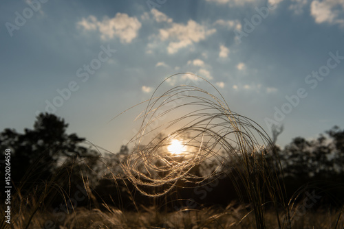 Stipa in the field in sunset. Stipa is a genus of 141 species of large perennial hermaphroditic grasses.