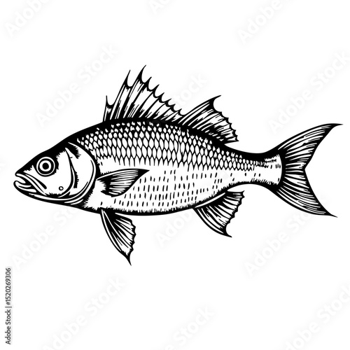Detailed illustration of a fish in vintage sketch style  